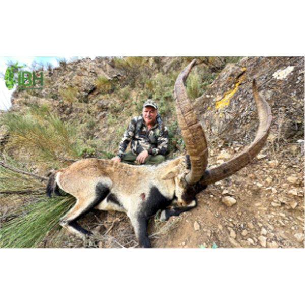 7-day Spain Bronze Medal Southeastern Ibex, Ronda Ibex and Red Stag for One Hunter and One Non-hunte