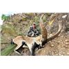 Image 1 : 7-day Spain Bronze Medal Southeastern Ibex, Ronda Ibex and Red Stag for One Hunter and One Non-hunte