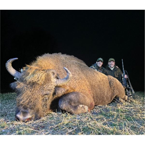 5-day Belarus Best Available European Bison Hunt for One Hunter