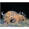 Image 1 : 5-day Belarus Best Available European Bison Hunt for One Hunter