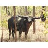 Image 1 : 14-Day Australia Trophy Buffalo Bull and Trophy Banteng Bull Safari for Two Hunters and Two Non-hunt