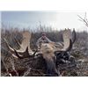 Image 1 : 10-day British Columbia Choice Of Western Canadian Moose, Mountain Caribou or Mountain Goat Hunt for