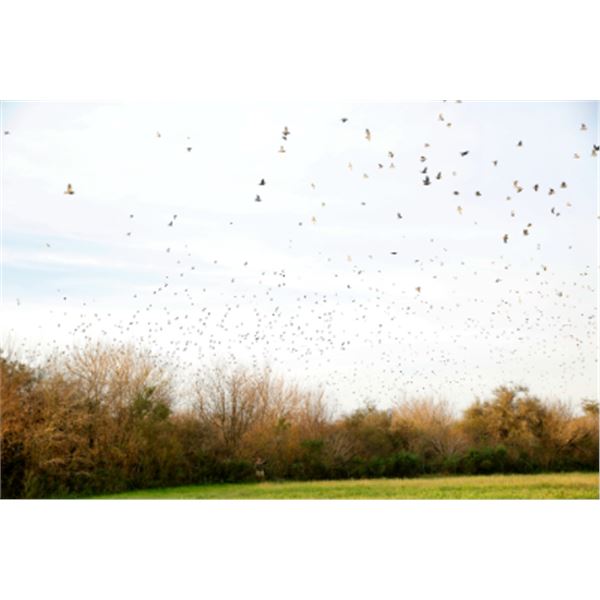 4-day Argentina Dove Shoot and Golden Dorado Fishing for Eight Hunters