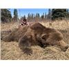 Image 2 : 10-day Alaska Coastal Brown Bear Hunt for One Hunter