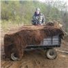 Image 3 : 10-day Alaska Coastal Brown Bear Hunt for One Hunter