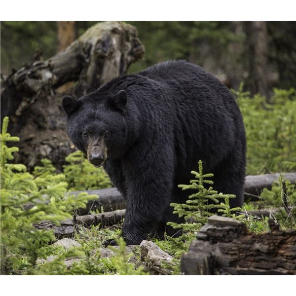 5-day Vancouver Island Black Bear Hunt for One Hunter
