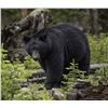 Image 1 : 5-day Vancouver Island Black Bear Hunt for One Hunter