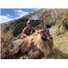 Image 2 : 6-day/7-night New Zealand Red Stag up to 405 SCI, Best Available Tahr and Chamois Hunt for Four Hunt