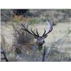Image 5 : 6-day/7-night New Zealand Red Stag up to 405 SCI, Best Available Tahr and Chamois Hunt for Four Hunt