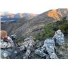 Image 6 : 6-day/7-night New Zealand Red Stag up to 405 SCI, Best Available Tahr and Chamois Hunt for Four Hunt