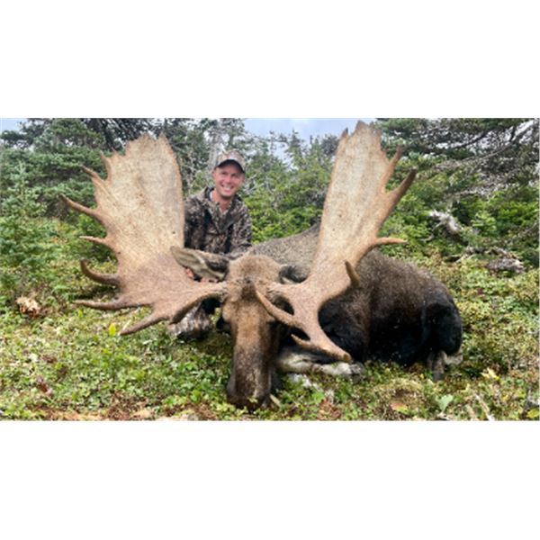 6-day Newfoundland Eastern Canada Moose and Black Bear Hunt for One Hunter