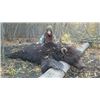 Image 1 : 6-day Kamchatka, Russia Brown Bear hunt for One Hunter and One Non-Hunter