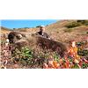 Image 2 : 6-day Kamchatka, Russia Brown Bear hunt for One Hunter and One Non-Hunter