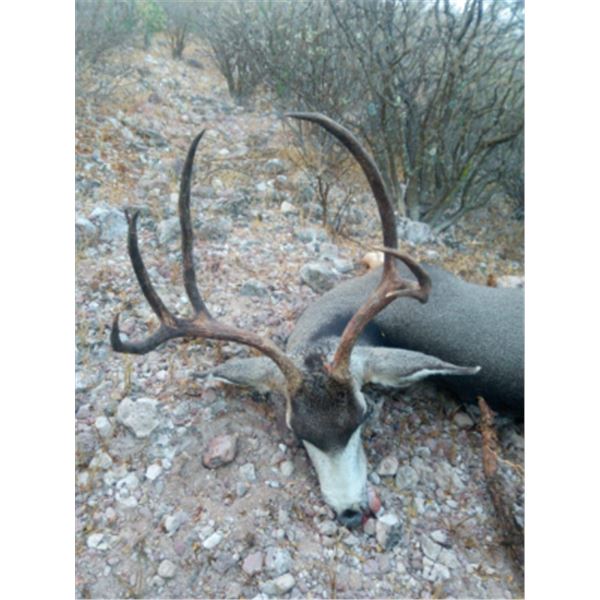 7-day Mexico Baja Blacktail Hunt and Sea of Cortez Fishing Adventure for Two Guest