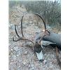 Image 1 : 7-day Mexico Baja Blacktail Hunt and Sea of Cortez Fishing Adventure for Two Guest