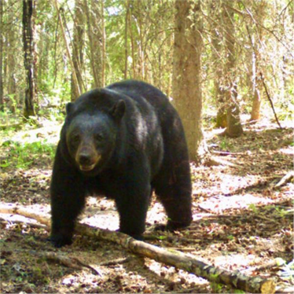 10-day Northwest Territories Black Bear Hunt for Four Hunters