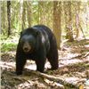 Image 1 : 10-day Northwest Territories Black Bear Hunt for Four Hunters