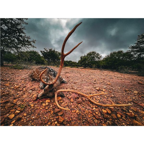3-day/2-night Texas Axis Deer Hunt for One Hunter