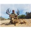 Image 2 : 6-day Mexico Desert Mule Deer Hunt for Two Hunters