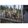 Image 2 : 6-day Newfoundland Eastern Canada Moose Hunt for One Hunter and One Non-hunter