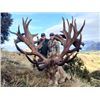 Image 1 : 5-day New Zealand Red Deer Hunt up to 400 SCI for Two Hunters