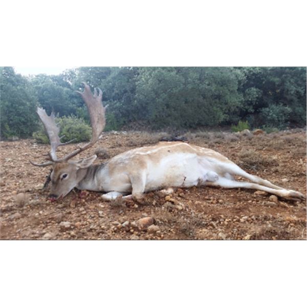 5-day Spain Choice of One Species Hunt for Two Hunters and Two Non-Hunters