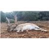 Image 1 : 5-day Spain Choice of One Species Hunt for Two Hunters and Two Non-Hunters