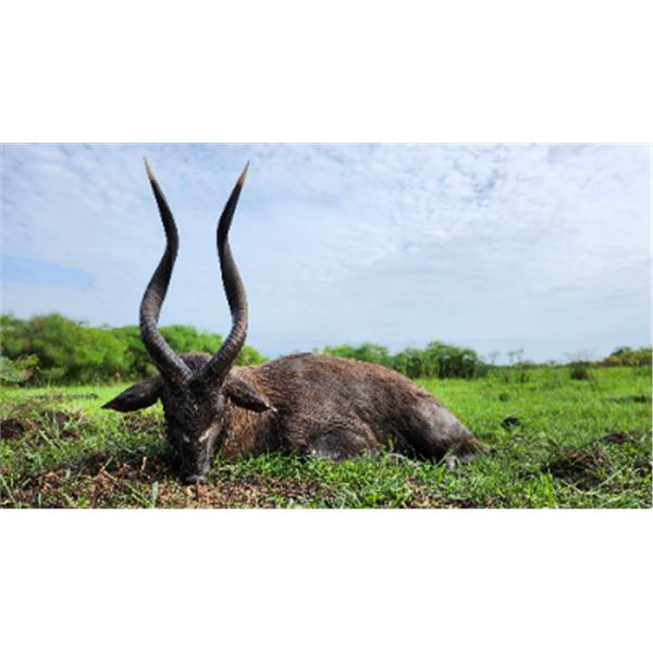 12-day (10-day hunt) Uganda Sitatunga Hunt for One Hunter