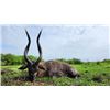 Image 1 : 12-day (10-day hunt) Uganda Sitatunga Hunt for One Hunter