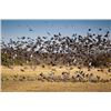 Image 1 : 4-day/3-night Argentina Dove Shoot for Eight Hunters at the Sierra Brava Lodge