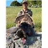 Image 3 : 3-day/2-night California Rio Grande Turkey Hunt for Two Hunters