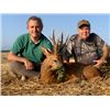Image 1 : 5-day Spain Iberian Red Deer, Mouflon Sheep or European Roe Deer for one Hunter and One Non-hunter