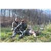 Image 1 : 3-day Pennsylvania Gold Medal Northeastern White-tailed Deer Hunt for One Hunter