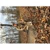 Image 2 : 3-day Pennsylvania Gold Medal Northeastern White-tailed Deer Hunt for One Hunter