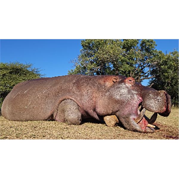 7-day South Africa Impala, Warthog, Crocodile and Hippopotamus Hunt for Two Hunters