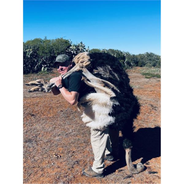 7-day African McNab Hunt and Caracal with Hounds for Two Hunters
