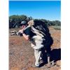 Image 1 : 7-day African McNab Hunt and Caracal with Hounds for Two Hunters