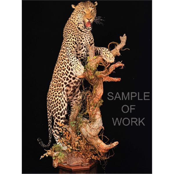 Custom Lifesize Leopard Mount with Habitat