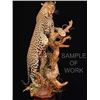 Image 1 : Taxidermy Services for One Custom Life-Size Leopard Mount