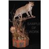 Image 3 : Taxidermy Services for One Custom Life-Size Leopard Mount