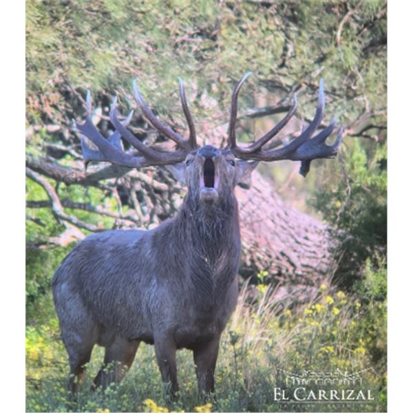 6-night/5-day Argentina Silver Medal Red Stag and Blackbuck Hunt for Two Hunters