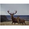 Image 2 : 6-night/5-day Argentina Silver Medal Red Stag and Blackbuck Hunt for Two Hunters