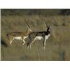 Image 4 : 6-night/5-day Argentina Silver Medal Red Stag and Blackbuck Hunt for Two Hunters