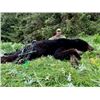 Image 2 : 7-day Alaska Black Bear Hunt for One Hunter