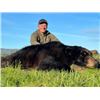 Image 3 : 7-day Alaska Black Bear Hunt for One Hunter