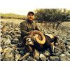 Image 2 : 5-day Spain Iberian Mouflon Sheep Hunt for Two Hunters and Two Non-Hunters