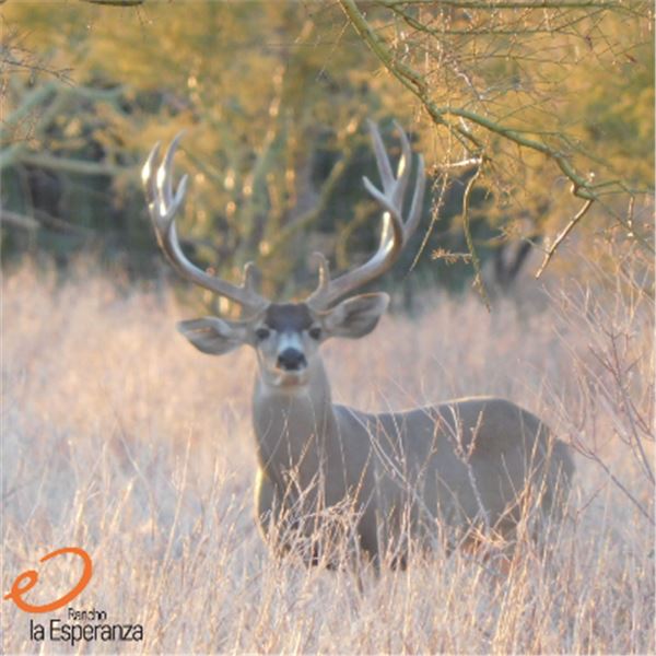 5-day Mexico Silver-Medal Desert Mule Deer Hunt for One Hunter