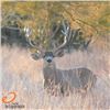 Image 1 : 5-day Mexico Silver-Medal Desert Mule Deer Hunt for One Hunter
