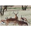 Image 3 : 11-day Namibia Plains Game Hunt and Fishing on Zambezi River for Four (Two Hunters and Two Non-Hunte