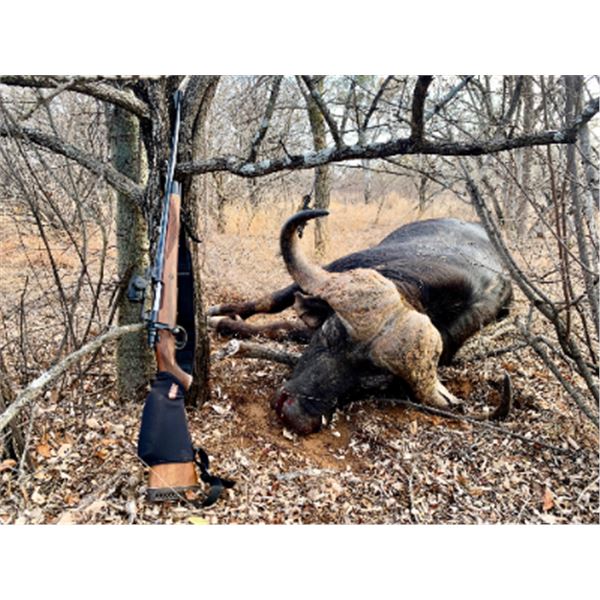 7-night/6-day South Africa Cape Buffalo Hunt for Two Hunters